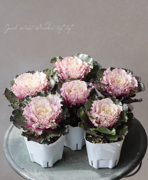 ���ղ�ð���ظ��ҡ��ȥ磻�饤�ȡ�