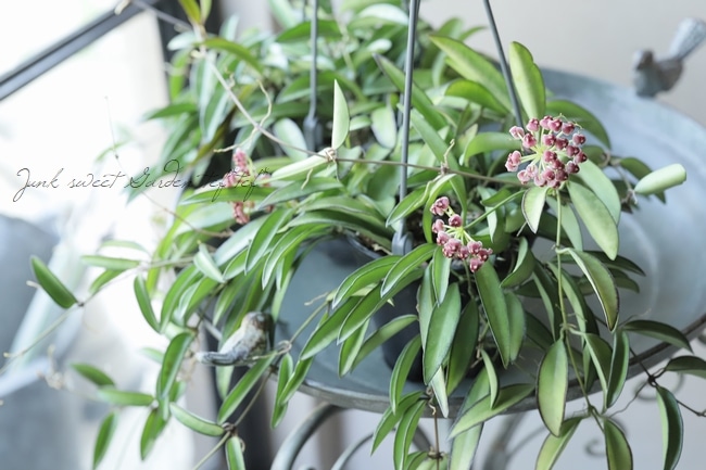 観葉植物】ホヤ・ロンギフォリア 『チャイナビーンズ』 | すべての商品