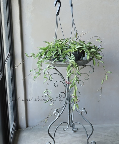 ☘観葉植物☘ホヤ チャイナビーンズ⑤ ロンギフォリア 楽天市場】観葉植物 ホヤ ロンギフォリア チャイナビーンズ 5号