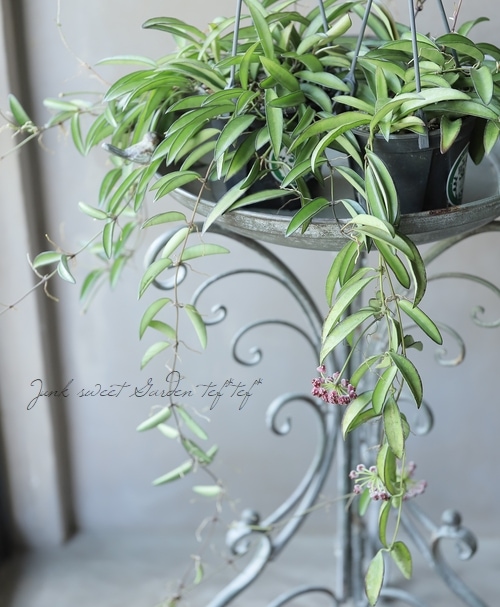 観葉植物】ホヤ・ロンギフォリア 『チャイナビーンズ』 | すべての商品