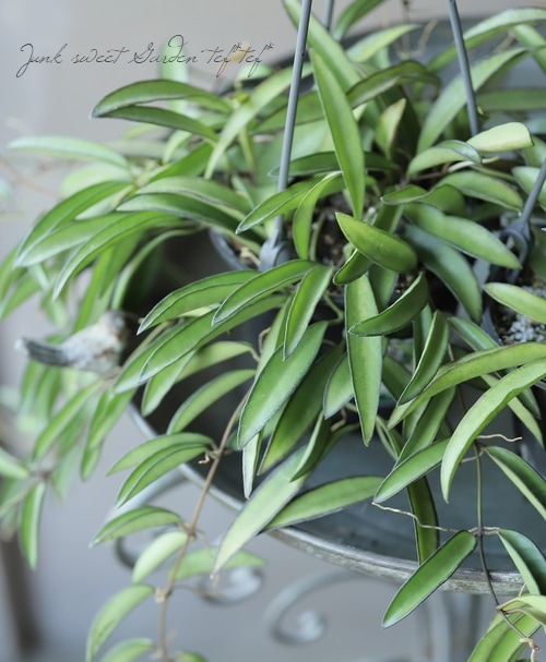 観葉植物】ホヤ・ロンギフォリア 『チャイナビーンズ』 | すべての商品