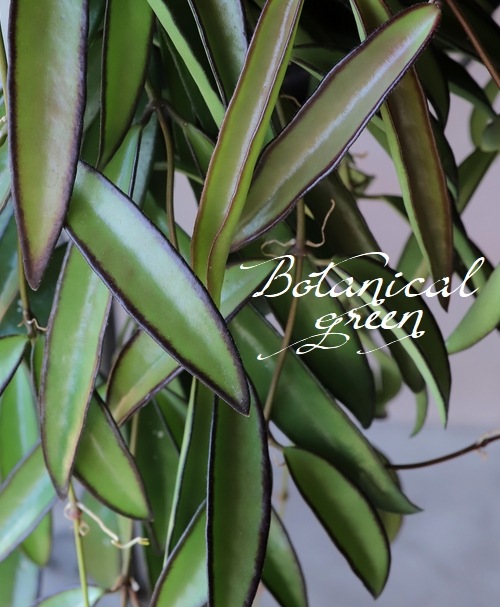 ☘観葉植物☘ホヤ チャイナビーンズ⑤ ロンギフォリア ホヤ：ロンギフォリア（チャイナビーンズ） 5号吊り鉢 の通販