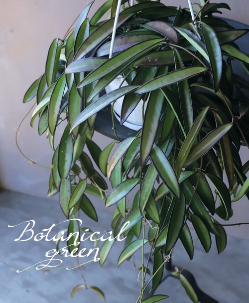 観葉植物】ホヤ・ロンギフォリア 『チャイナビーンズ』 | すべての商品