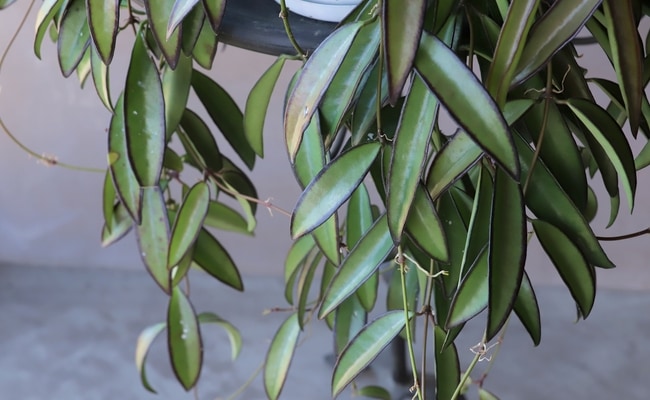☘観葉植物☘ホヤ チャイナビーンズ⑤ ロンギフォリア 観葉植物】ホヤ