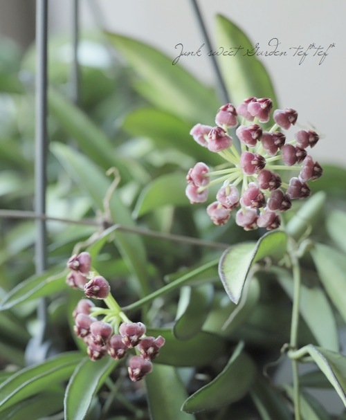 �ڴ��տ�ʪ�ۥۥ䡦���󥮥ե��ꥢ �إ��㥤�ʥӡ��󥺡١���