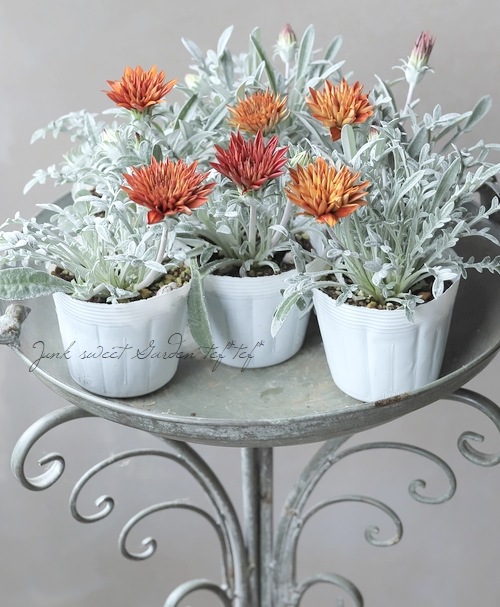 宿根銀葉八重咲きガザニア 『タンジェリンスパイク』 | すべての商品