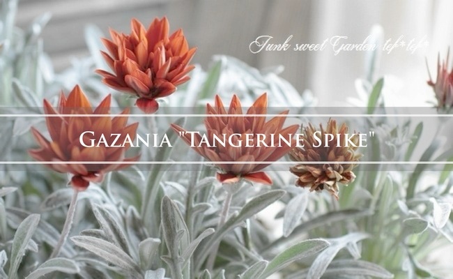宿根銀葉八重咲きガザニア 『タンジェリンスパイク』 | すべての商品