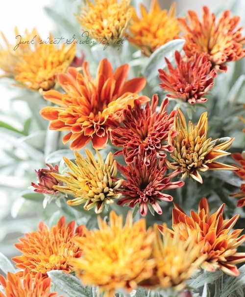 宿根銀葉八重咲きガザニア 『タンジェリンスパイク』 | すべての商品