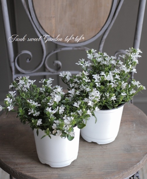 �ɺ����٥ꥢ�إ������饤�ȥۥ磻�ȡ١����ͥ��ȥ����ǥ�