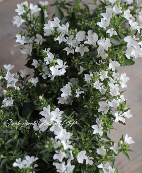 即納 大特価 宿根ロベリア ホワイトファウンテン 種 粒 Summitstructures Wa Com