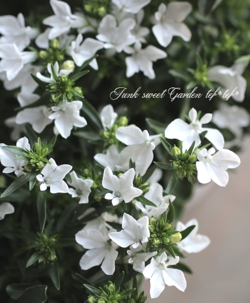 即納 大特価 宿根ロベリア ホワイトファウンテン 種 粒 Summitstructures Wa Com