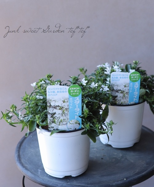 即納 大特価 宿根ロベリア ホワイトファウンテン 種 粒 Summitstructures Wa Com