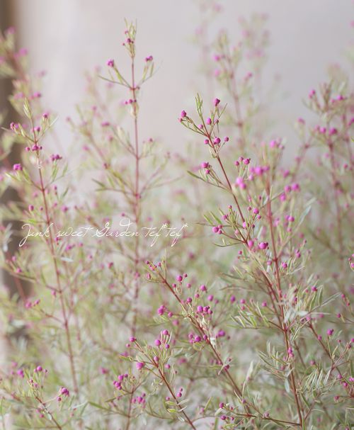 ������ܥ��˥����ԥʡ������إۥ磻�ȥ�֡�