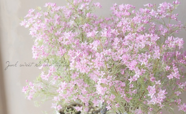 ������ܥ��˥����ԥʡ������إۥ磻�ȥ�֡�