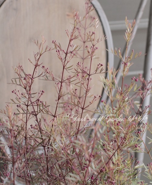 ������ܥ��˥����ԥʡ������إۥ磻�ȥ�֡�