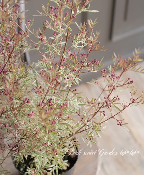 斑入りボロニア・ピナータ 『ホワイトラブ』 | すべての商品 | | Junk