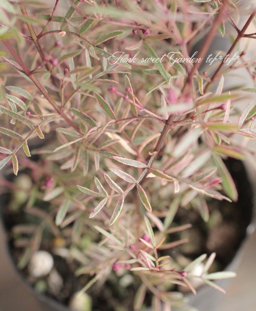 ������ܥ��˥����ԥʡ������إۥ磻�ȥ�֡�