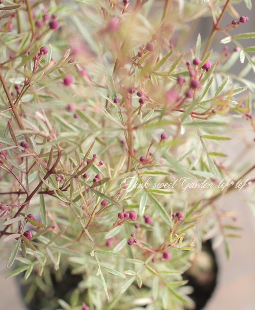 斑入りボロニア・ピナータ 『ホワイトラブ』 | すべての商品 | | Junk