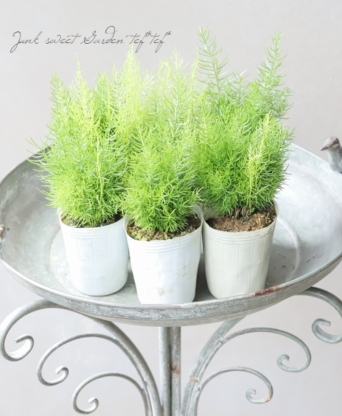 立天門冬(タチテンモンドウ) 『フェアリーブッシュ』 | すべての商品