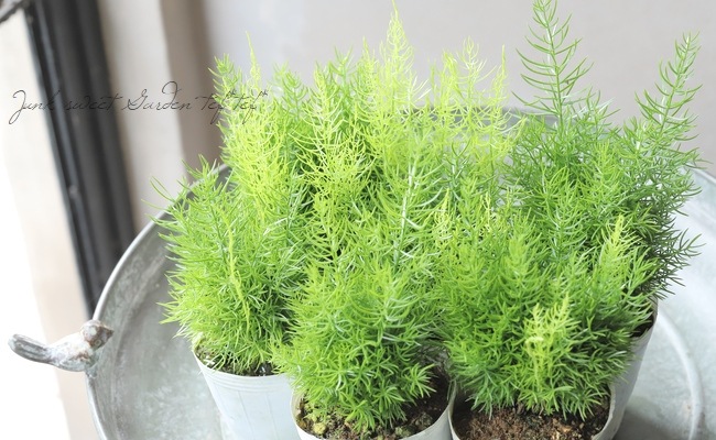 立天門冬(タチテンモンドウ) 『フェアリーブッシュ』 | すべての商品