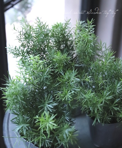 �Ѿ��ѥ����ѥ饬�����إ��ץ�󥲥꡼��