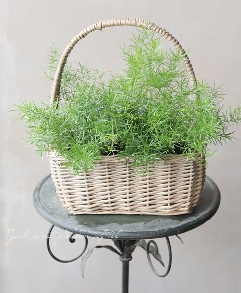 �Ѿ��ѥ����ѥ饬�����إ��ץ�󥲥꡼��