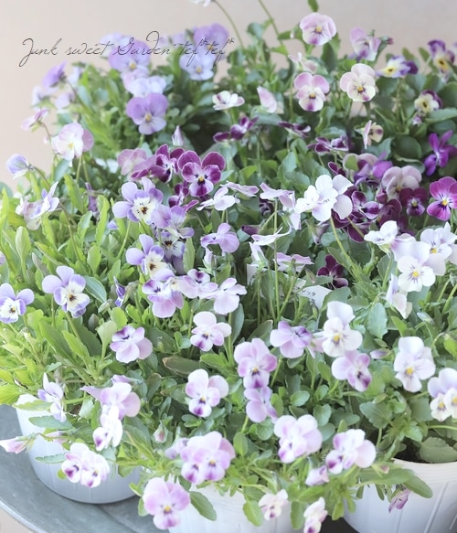 ○ROKA HEARTS 育種ビオラ 『ビオレッタルーキーズ』 【A】 | すべての