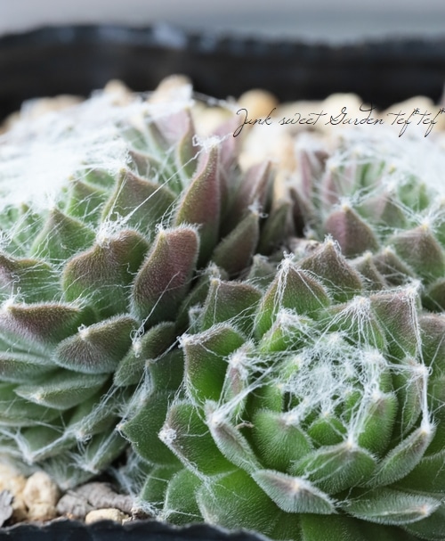 多肉植物】センペルビウム 『パロネッセ』 | Leaf Species,多肉植物