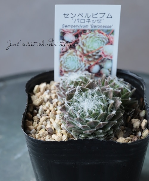 多肉植物】センペルビウム 『パロネッセ』 | Leaf Species,多肉植物