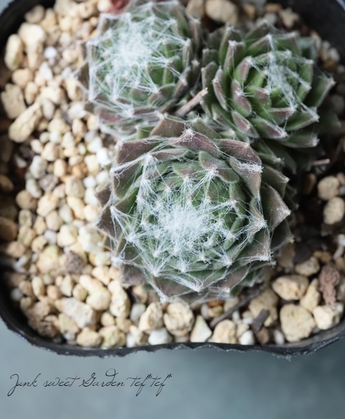 多肉植物】センペルビウム 『パロネッセ』 | Leaf Species,多肉植物