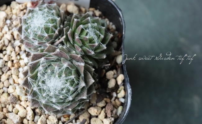 多肉植物】センペルビウム 『パロネッセ』 | Leaf Species,多肉植物