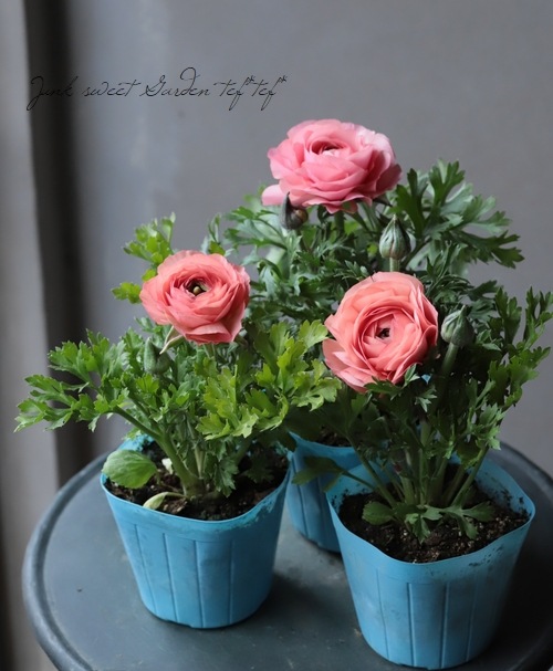 ラナンキュラス 『マシェ』 アプリコット | すべての商品 | | Junk