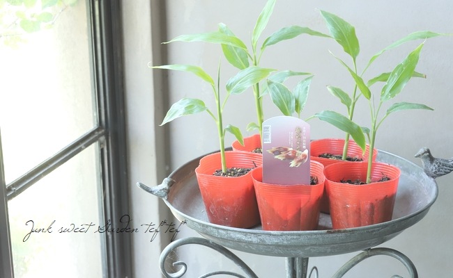 家庭菜園】 ミョウガ 『秋みょうが』 晩生品種！収穫時期9～10月