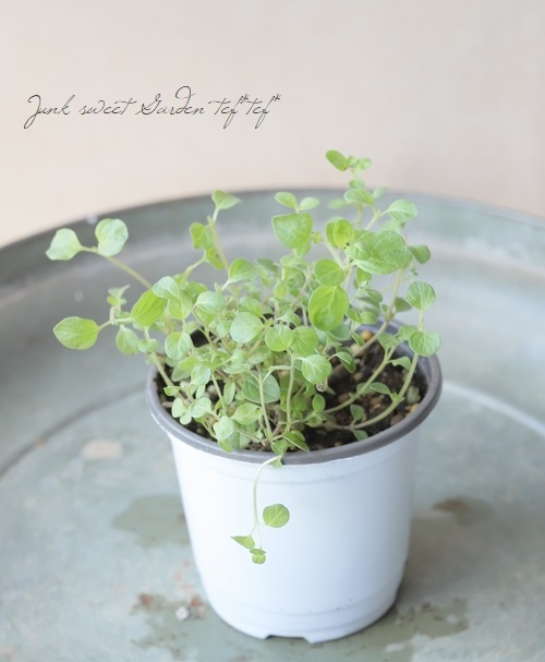 ڲڱ ϡ֡쥬Ρإ塼ץ꡼١