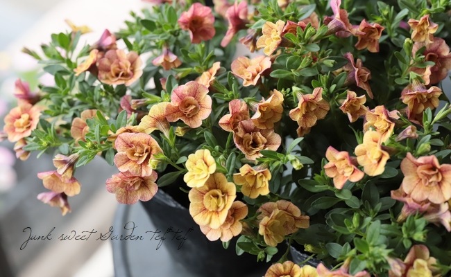 ֥饳ƥե쥬󥹥ݥ E06