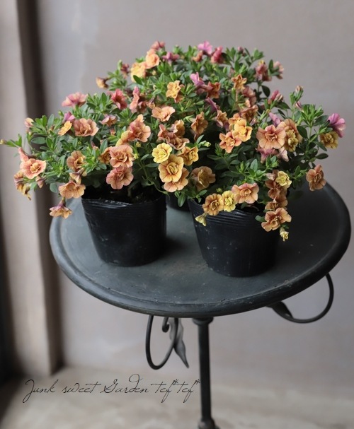 ֥饳ƥե쥬󥹥ݥ E06