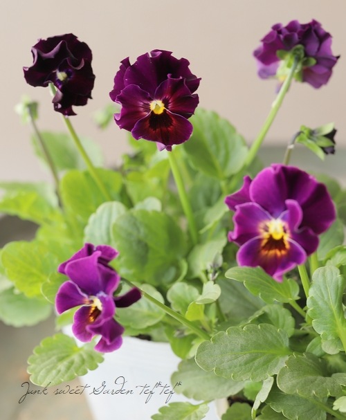 ○フリル咲きビオラ 『恋みやび』 【ワイン】花日和オリジナル