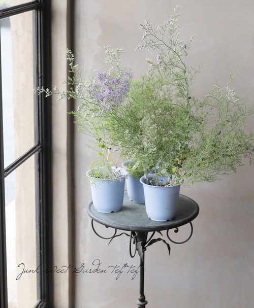 宿根スターチス カスピア リモニウム すべての商品 Junk Sweet Garden Tef Tef