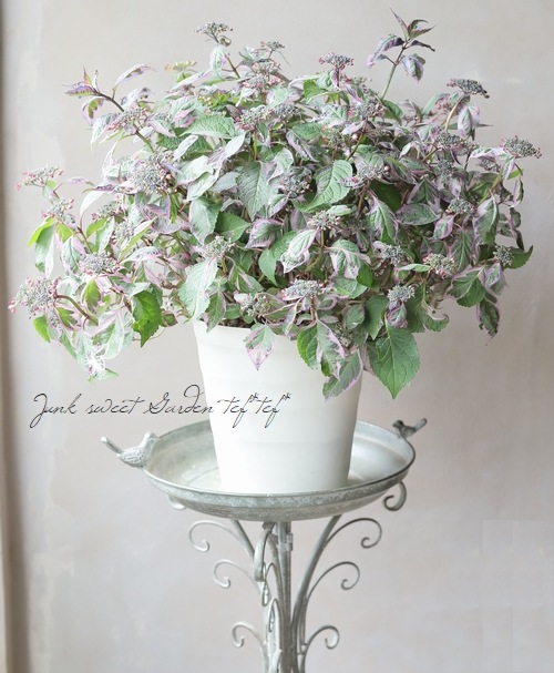 花様 斑入り紫陽花 『オーロラ』 超多花性！特大8号 | すべての商品