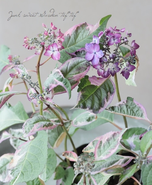 斑入り紫陽花 『オーロラ』 超多花性！特大8号 | すべての商品