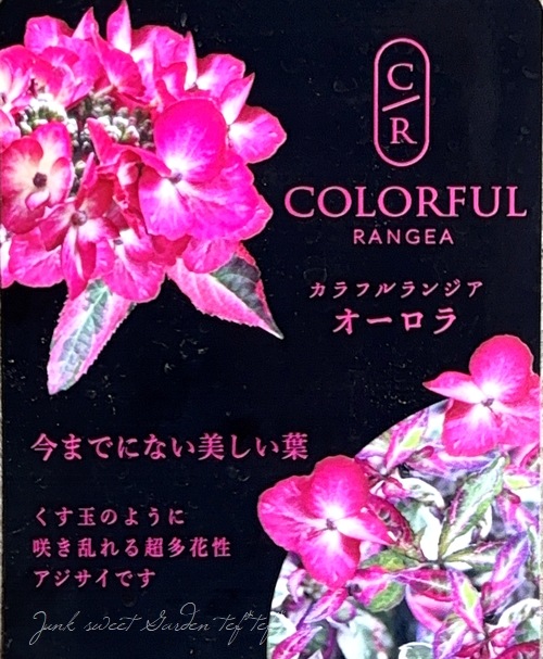 斑入り紫陽花 『オーロラ』 超多花性！特大8号 | すべての商品