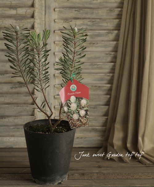 リューカデンドロン・ガルピニ 『パープルヘイズ-Purple Haze