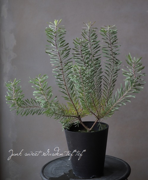 リューカデンドロン・ガルピニ 『パープルヘイズ-Purple Haze