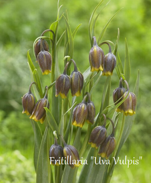 �ڵ庬�� �μ�Х����ꡦ�ե����ꥢ�إ��ХХ�ԥ���