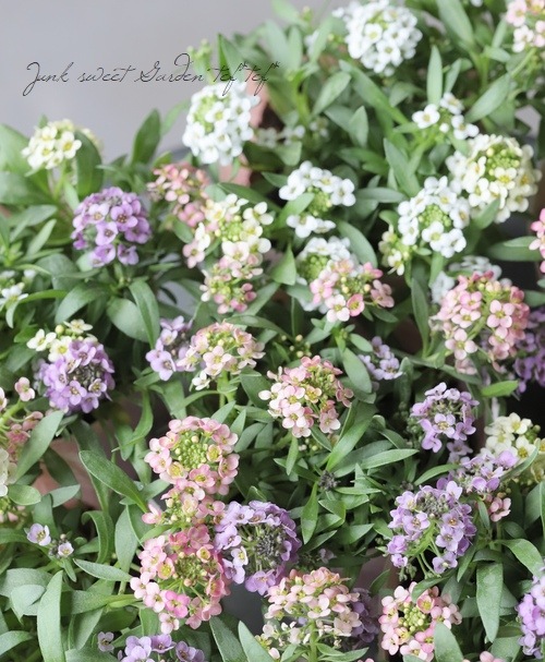 �������ȥ���å��ࡡ�إ��奨�꡼MIX��