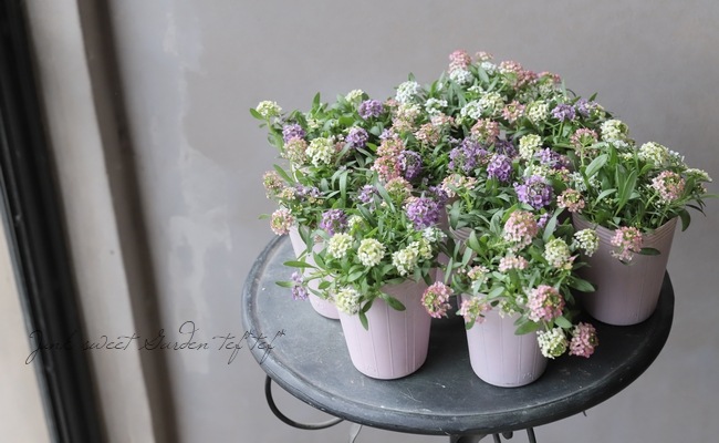 �������ȥ���å��ࡡ�إ��奨�꡼MIX��