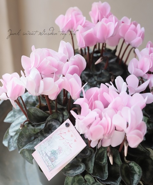 �ڷڰ���������������� �����ǥ�ߥ˥������� ���إ��������������١�