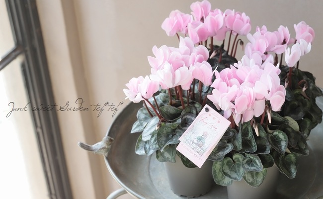 花「暗闇の一輪・・・シクラメン」 花「暗闇の一輪・・・シクラメン」 花「暗闇の一輪・・・シクラメン」