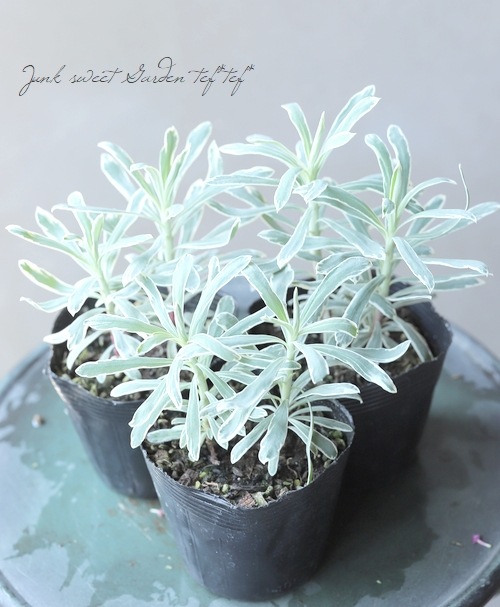 常緑！ユーフォルビア 『シルバースワン』 | すべての商品 | | Junk