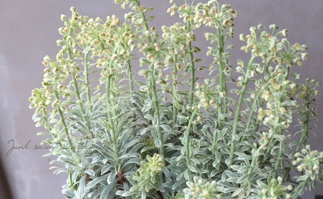 常緑！ユーフォルビア 『シルバースワン』 | すべての商品 | | Junk